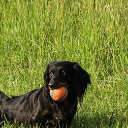 Raven - Dachshund