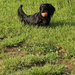 Raven - Dachshund