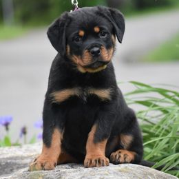 Tesla - Black and mahogany female Rottweiler puppy in Catawissa, Pennsylvania from Sharp Ridge Rottweilers