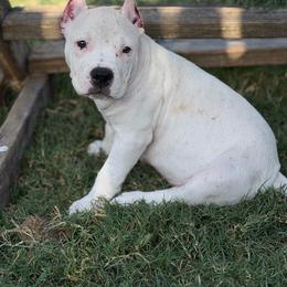 Silver - White female American Bully puppy in Princeton, Texas from District 12 Kennels