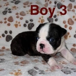 Boy 3 - Black brindle and white male Boston Terrier puppy in Lebanon, Tennessee from Binkard's Boston Terriers