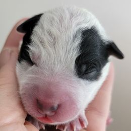 Purple Collar - Blue female Australian Cattle Dog puppy in Riverton, Utah from Rundown Ranch Cattle Dogs