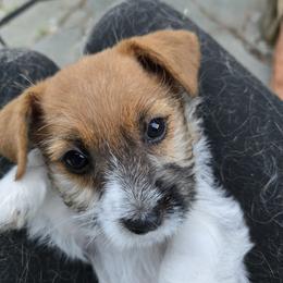 Freedom - White and tan male Russell Terrier puppy in Royal Oaks, California from Rose In Vale Russell Terriers