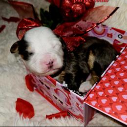 Boy 5 - Merle male Bernedoodle puppy in Schertz, Texas from Kat's Teddydoodles