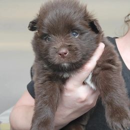 Pomeranians from Pogo's Pomeranians