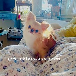 Mini Tiny Angel ( tiny 3.2b) - Gold and white male Chihuahua puppy in Santa Rosa Beach, Florida from Eva's Chihuahua