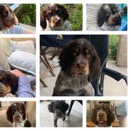 English Springer Spaniels from Bay Branch Bunch English Springer Spaniels