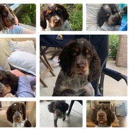 English Springer Spaniels from Bay Branch Bunch English Springer Spaniels