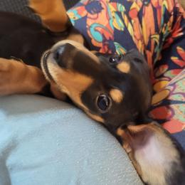 Dachshund puppies from Mini Love Bugs