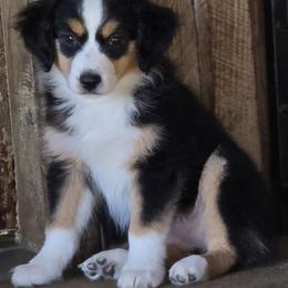 Girl 1 - Black tri female Miniature Australian Shepherd puppy in Ola, Arkansas from Peaceful Acres