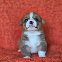 Felix - Sable and white male American Corgi puppy in Tallahassee, Florida from Koko's Korgis