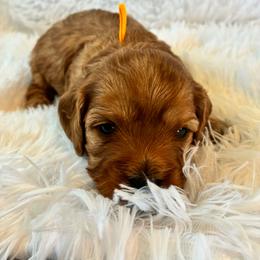 Gemini - Red female Cavapoo puppy in Adrian, Oregon from ApplebyFarm