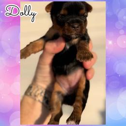 Dolly - Black and tan female Yorkshire Terrier puppy in London, Kentucky from Soto Yorkies
