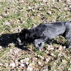 German Wirehaired Pointer Puppies from Backwoods Kennels