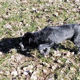 German Wirehaired Pointer Puppies from Backwoods Kennels