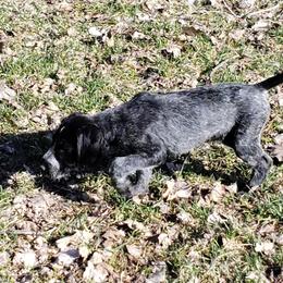 German Wirehaired Pointer Puppies from Backwoods Kennels