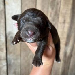 Willow - Red & white female Australian Shepherd puppy in Whitwell, Tennessee from Owl Hollow Farm