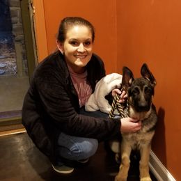 German Shepherd Puppies from Sevilla German Shepherds