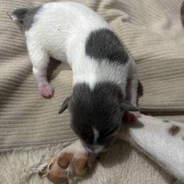 Rat Terrier Puppies from LJ&B