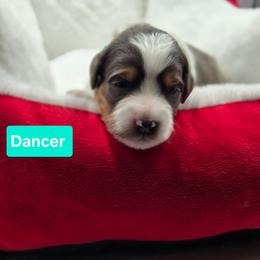 Dancer- Teal collar - Blue merle female Bernedoodle puppy in Summerville, South Carolina from Channys Doodles