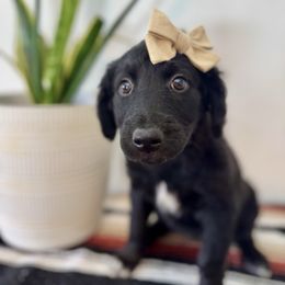 Honeybee - Black and white female Aussiedoodle puppy in Taylors, South Carolina from Aspen Mountain Doodles LLC
