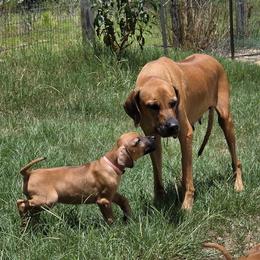 Pink Collar - Rd whtn blk nose female Rhodesian Ridgeback puppy in Ocala, Florida from Avanti Ridgebacks