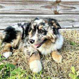 Bentley - Blue merle male Miniature Australian Shepherd puppy in Saint Cloud, Florida from Dirty Paws