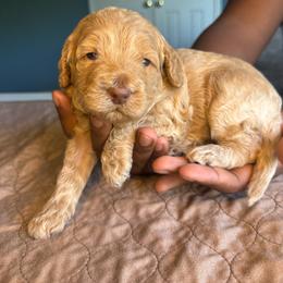 Pink Collar Girl - Caramel female Australian Labradoodle puppy in Hagerstown, Maryland from Westfields Labradoodles