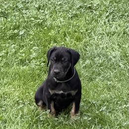 Black Male - Black male Catahoula Leopard Dog puppy in Manchester, Tennessee from Middle TN Leopard Catahoulas and Middle TN Bassett Hounds