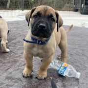 Blue collar - Perro de Presa Canario puppy from Space City Presas