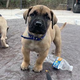 Blue collar - Perro de Presa Canario puppy from Space City Presas