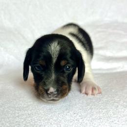 Girl 1 - Piebald female Dachshund puppy in Hollidaysburg, Pennsylvania from Weenie Bros