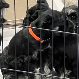 Boy 1 - Black and silver Miniature Schnauzer puppy in Farmland, Indiana from Warchex