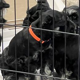 Boy 1 - Black and silver Miniature Schnauzer puppy in Farmland, Indiana from Warchex