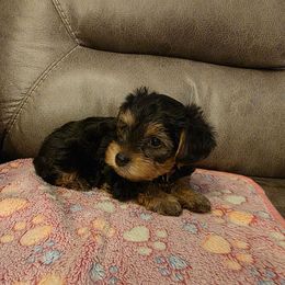 Paisley (Red) - Black and tan female Yorkshire Terrier puppy in Fayetteville, Tennessee from Mina's Yorkies