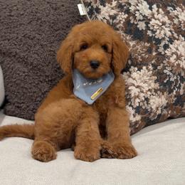 Aspen - Red  male Goldendoodle puppy in Anaheim, California from Cuddle Bear Doodles