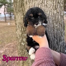 Sparrow - Tri-color female Bernedoodle puppy in Mount Vernon, Missouri from PoodlelyDoodlely