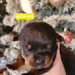 Yellow girl - Black and mahogany female Rottweiler puppy in Custer County, Oklahoma from Rough Creek Kennels