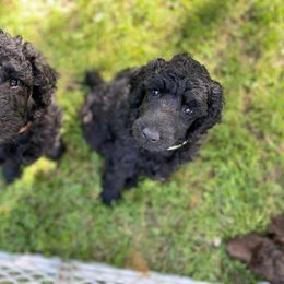 Poodle Puppies from Heart and Soul Standard Poodles