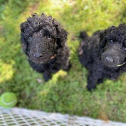 Poodle Puppies from Heart and Soul Standard Poodles