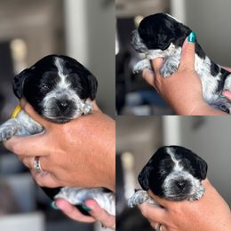 Penny - Blue roan female Cockapoo puppy in Lafayette, Louisiana from Kinkade Kennels