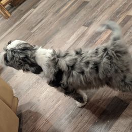 Aussiedoodle, Goldendoodle, and Labradoodle Puppies from Cedar Creek Ranch