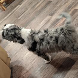 Aussiedoodle, Goldendoodle, and Labradoodle Puppies from Cedar Creek Ranch