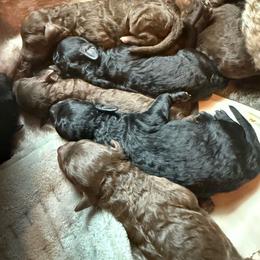 Stevie - Black female Poodle puppy in Nacogdoches, Texas from Nacadoodles