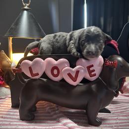 Tank - Gray (blue) male Dachshund puppy in Hudson, Michigan from Mittentail Kennel Miniature Dachshunds