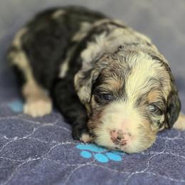 Iris - Merle female Bernedoodle puppy in Shelton, Washington from NW Bernedoodles of Washington