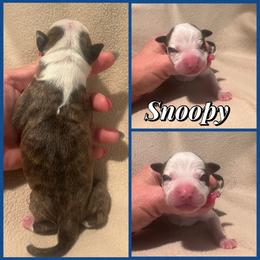 Snoopy - Black brindle male American Staffordshire Terrier puppy in Marietta, Georgia from Ambition Amstaffs