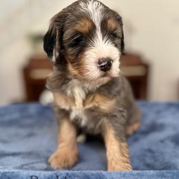 Rookie - Merle male Bernedoodle puppy in Waco, Texas from Blessings Pups Doodles