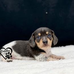 Specks (smooth coat) - Dapple male Dachshund puppy in Nashville, Arkansas from Cuddles n Curls
