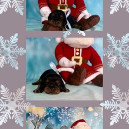 Nightfall - Black and tan male Cavalier King Charles Spaniel puppy in De Pere, Wisconsin from Rose Garden Kennels